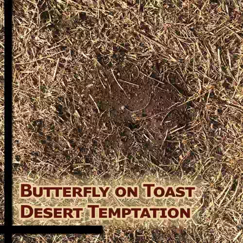 Desert Temptation